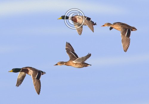 Mallard in Flight DM0417